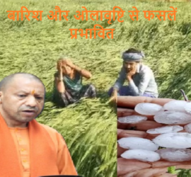 Crops affected by rain and hailstorm in UP