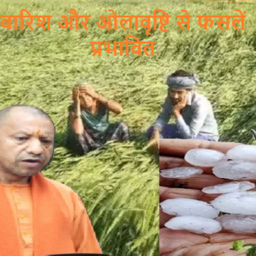 Crops affected by rain and hailstorm in UP